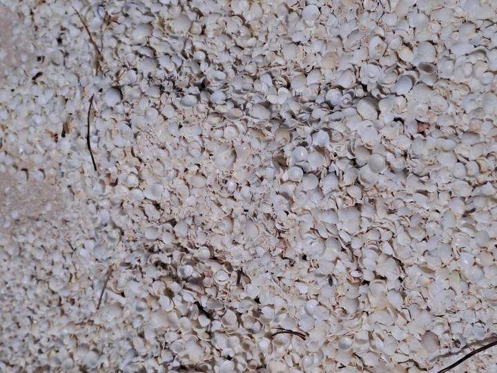 Gros plan de coquillages blancs sur une plage.