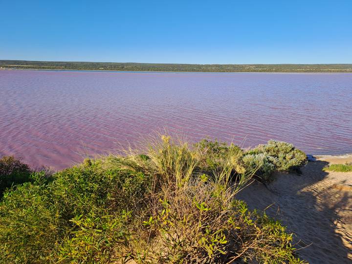 Lac aux teintes roses avec de la verdure sur la rive.