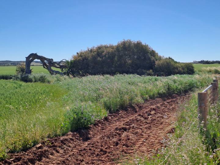 Arbre tombé dans un champ avec végétation environnante.