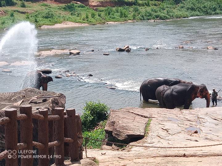 Des éléphants qui se baignent dans une rivière.