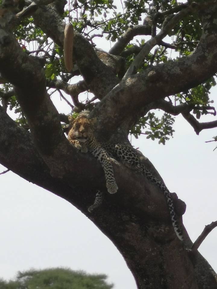 Un léopard se reposant sur une branche d'arbre.