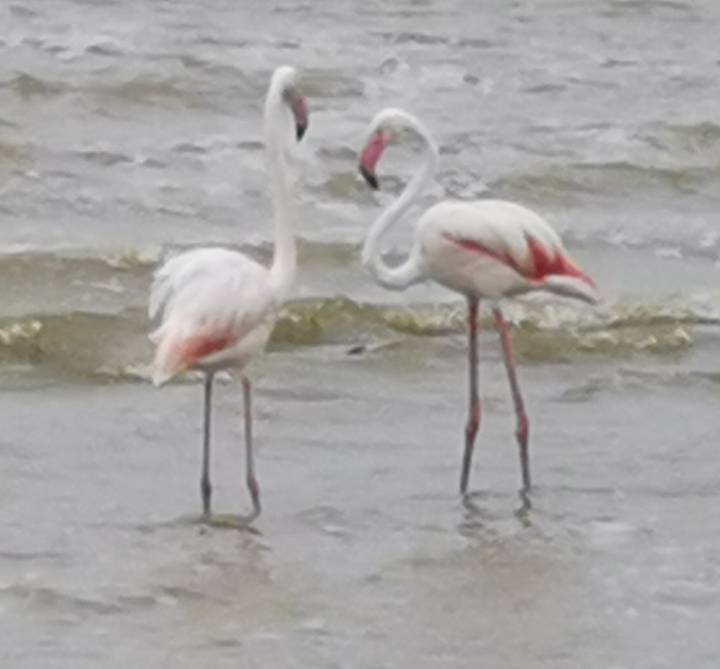 Deux flamants roses debout dans des eaux peu profondes.