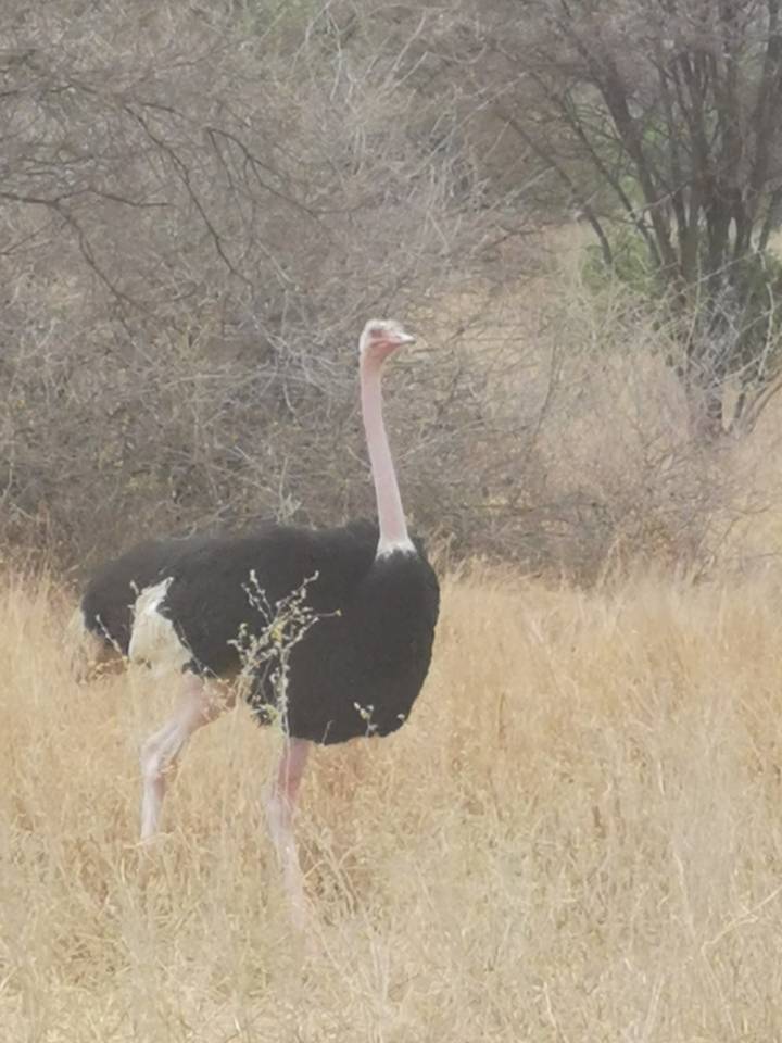 Une autruche dans une zone sèche et broussailleuse.