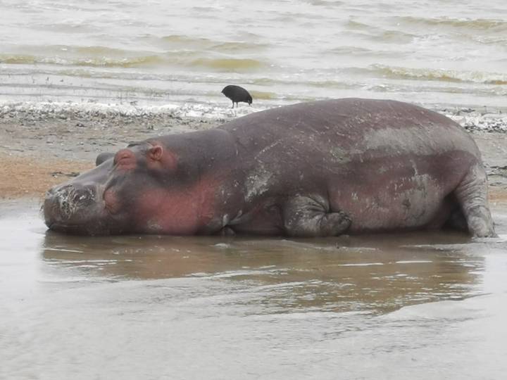 Un hippopotame allongé sur une berge boueuse.