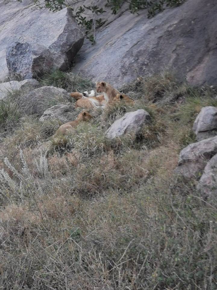 Une fierté de lions se reposant parmi les rochers et l'herbe.