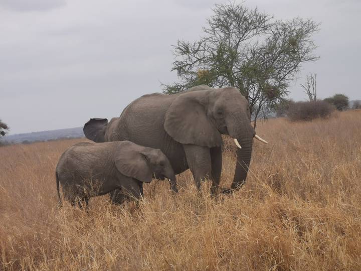 Deux éléphants marchant dans les hautes herbes.