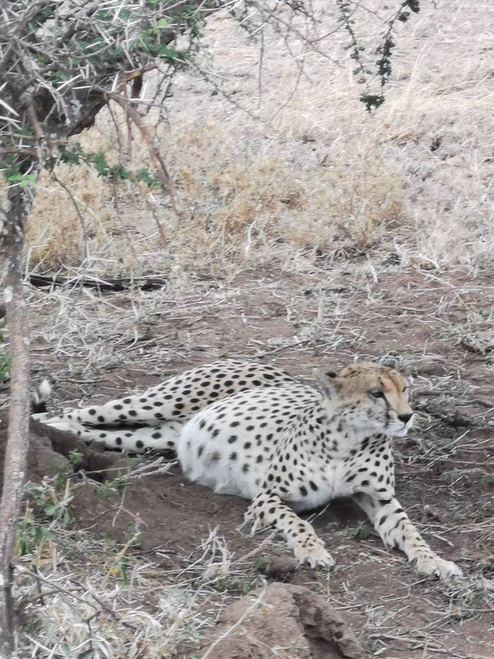 Un guépard se reposant sur le sol.