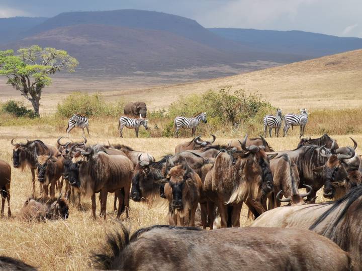Un grand rassemblement de gnous et de zèbres dans une vaste plaine.