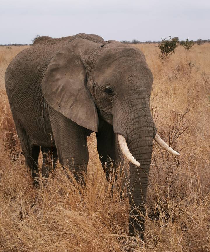 Gros plan d'un éléphant dans l'herbe sèche.