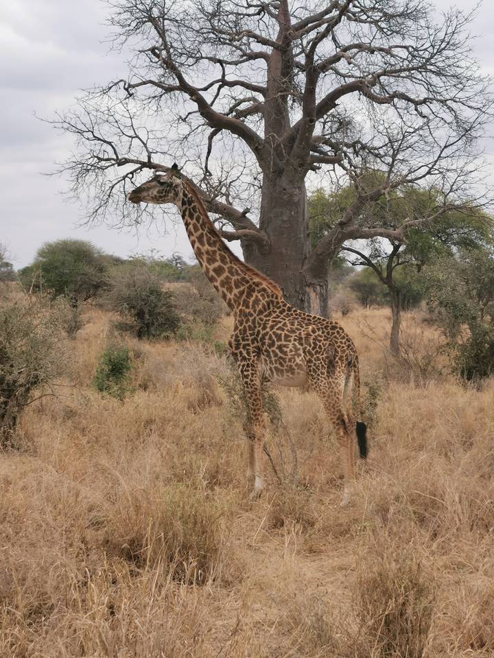 Une girafe debout près d'un arbre.