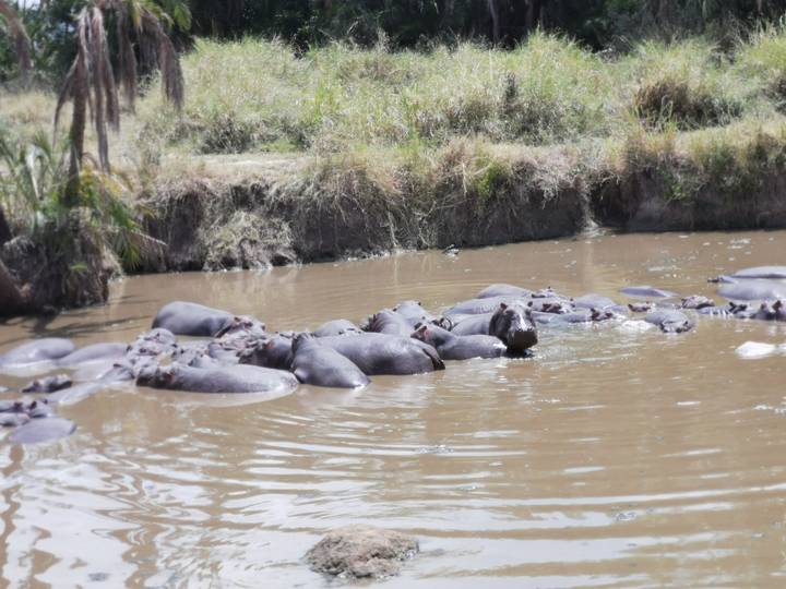 Des hippopotames partiellement immergés dans une eau boueuse.