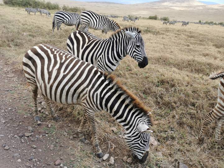 Des zèbres qui broutent dans un champ.