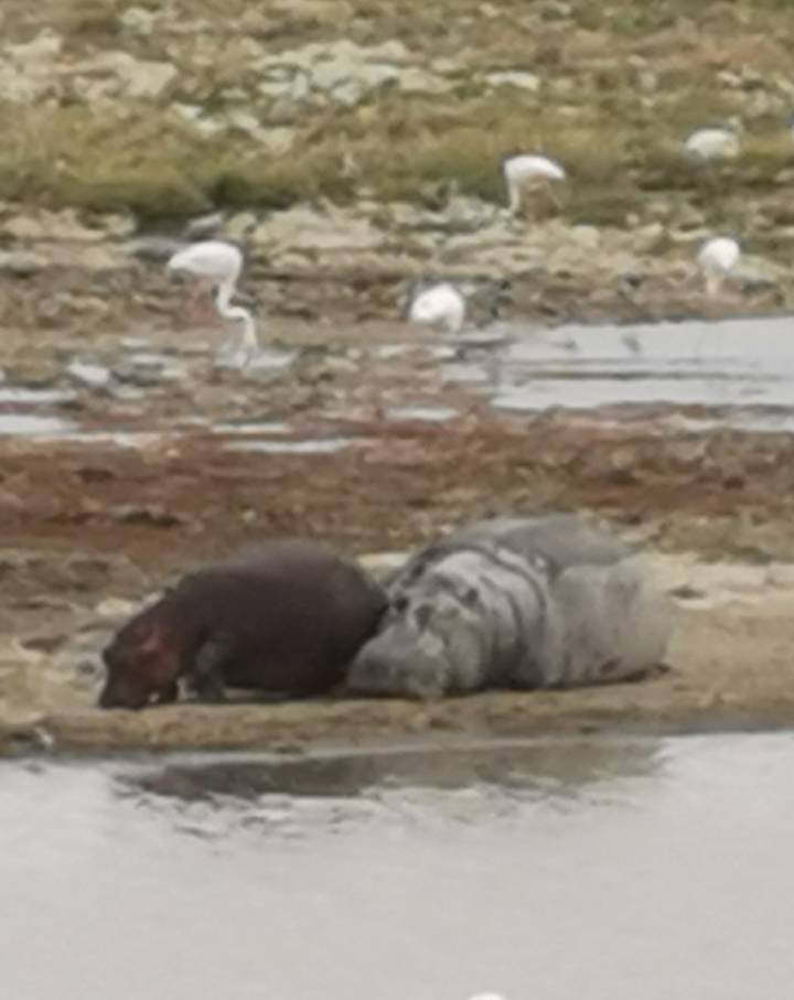 Deux hippopotames se reposant au bord de l'eau.