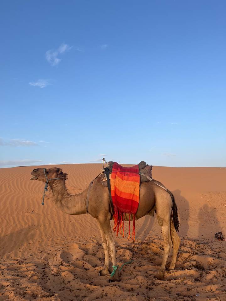 Chameau debout dans un paysage désertique avec un ciel bleu clair.