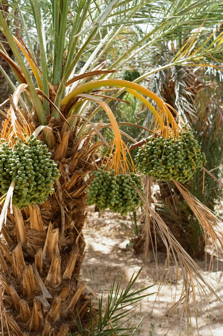 Des grappes de dattes suspendues à un palmier.