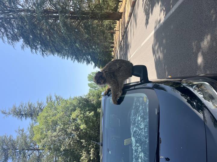 Un singe perché sur un rétroviseur de voiture sur une route bordée d'arbres.