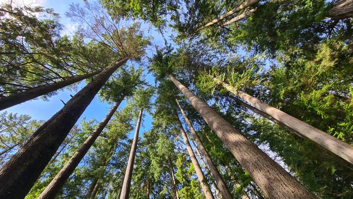 Grands arbres vus d'en bas contre un ciel bleu.