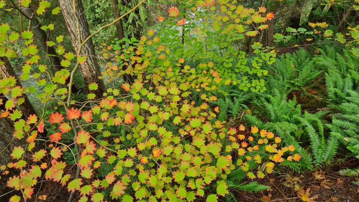 Feuilles d'automne colorées avec des fougères vertes.