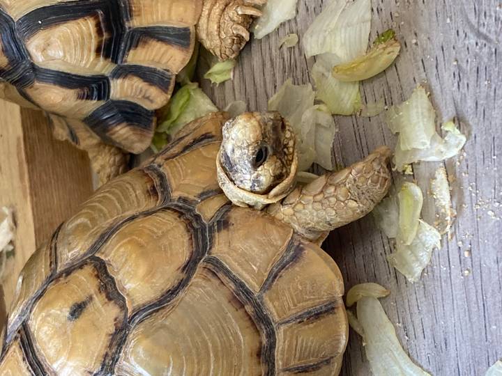 Gros plan de deux tortues mangeant de la laitue.