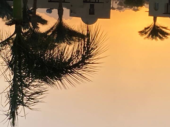 Vue du coucher de soleil avec des palmiers se découpant en silhouette contre le ciel.