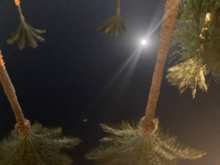 Vue nocturne avec palmiers et lune brillante.