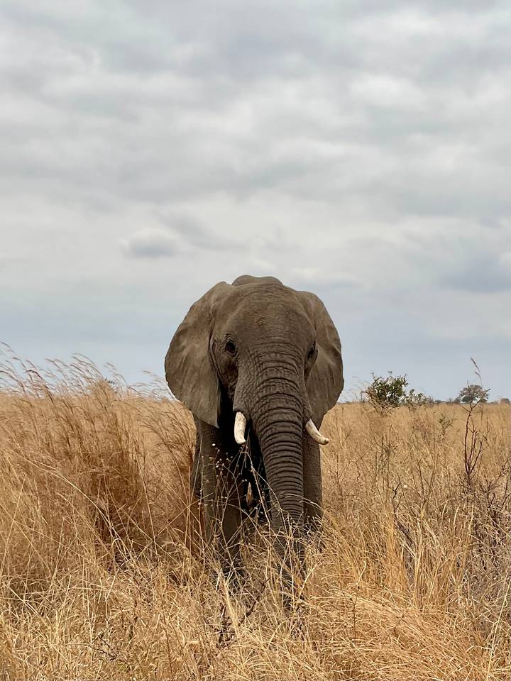 Gros plan d'un éléphant dans un champ.