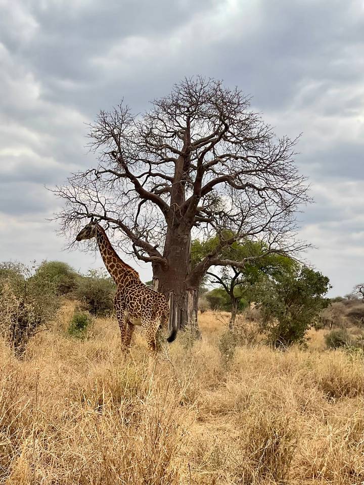 Girafe marchant près d'un arbre dans une savane.