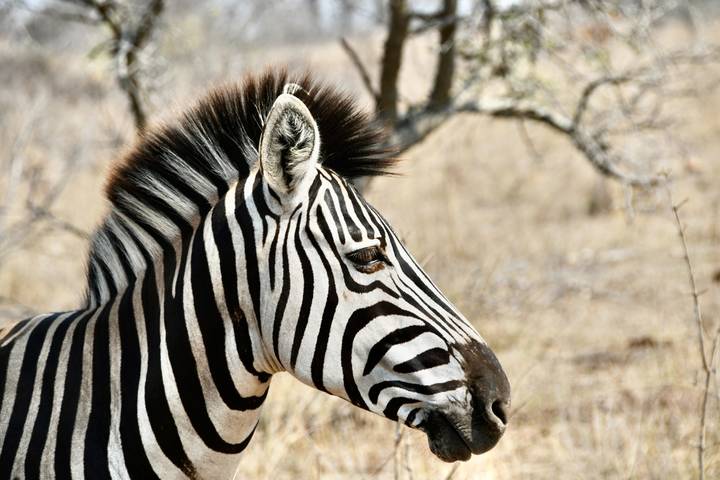Gros plan d'un zèbre dans son habitat naturel.