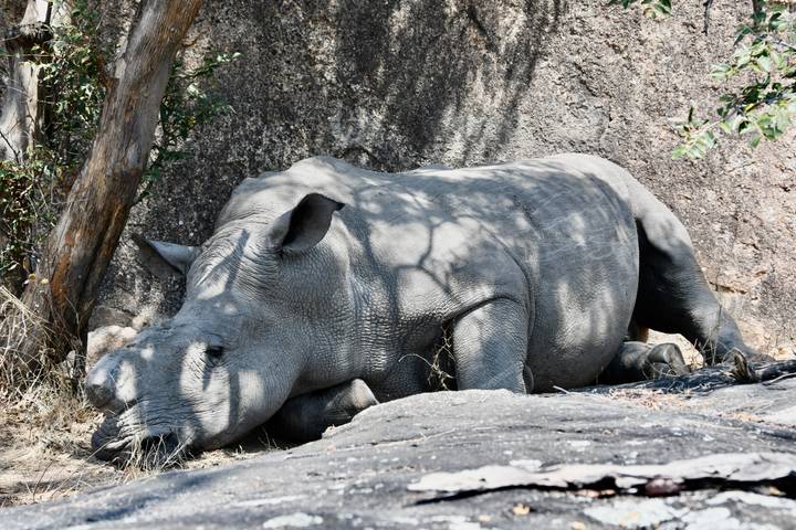 Rhinocéros se reposant sous un arbre.