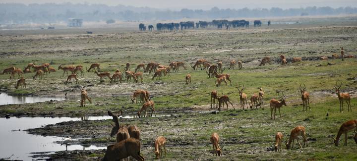 Troupeau d'antilopes dans un champ herbeux avec des éléphants au loin.