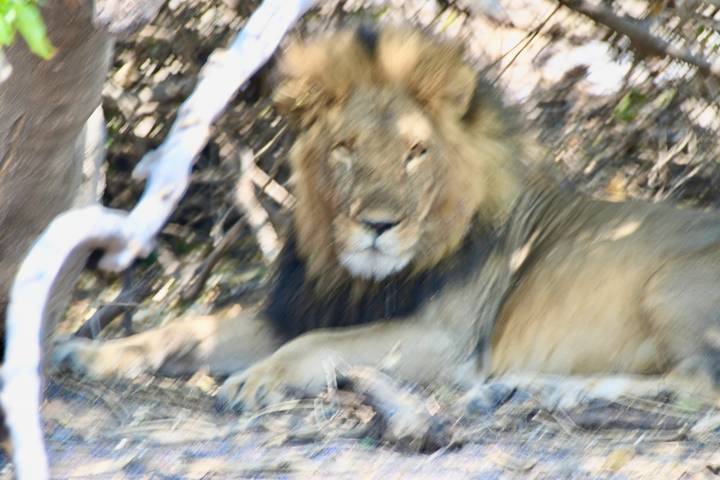 Image floue d'un lion dans la nature.
