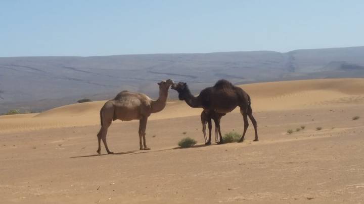 Des chameaux interagissant dans un paysage désertique.