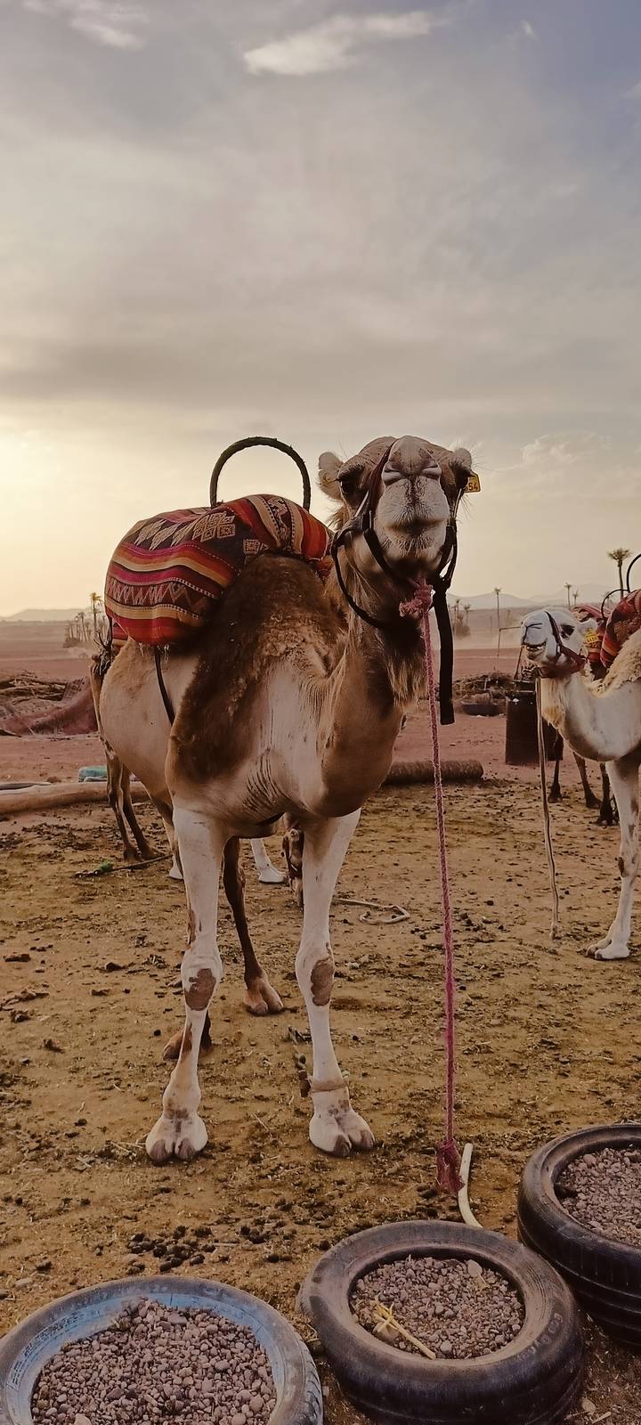 Close-up of a camel with colorful fabrics in a desert setting.