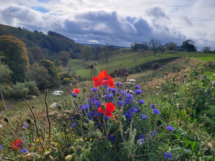 Des fleurs dans un champ avec des collines ondulantes en arrière-plan.