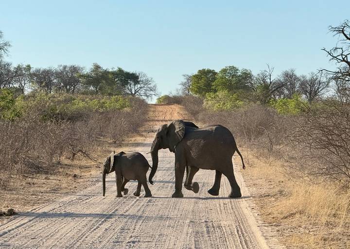 Des éléphants traversant un chemin de terre dans une savane.