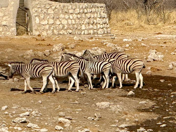 Un groupe de zèbres dans un paysage aride.