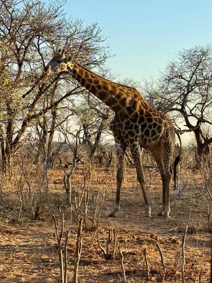 Girafe debout parmi les arbres dans un paysage aride.
