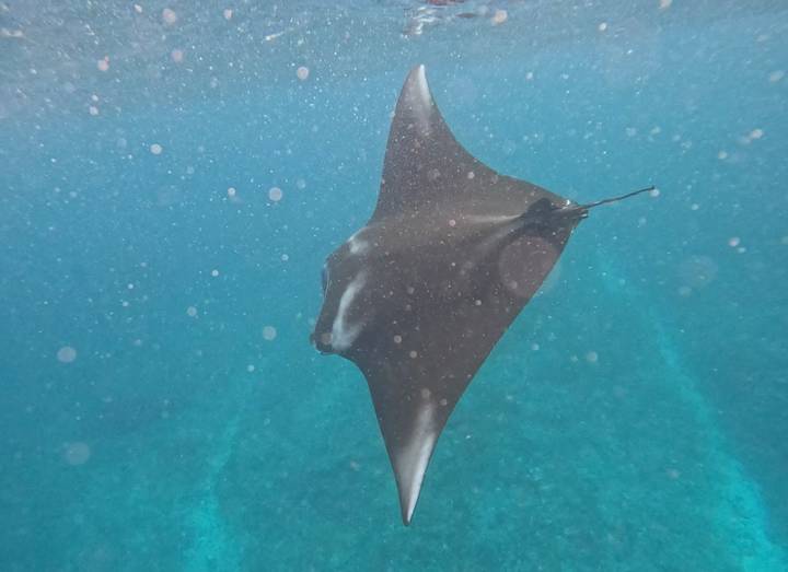 Une raie manta nageant sous l'eau.