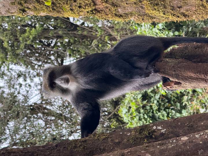 Singe assis sur une souche d'arbre avec une végétation luxuriante.
