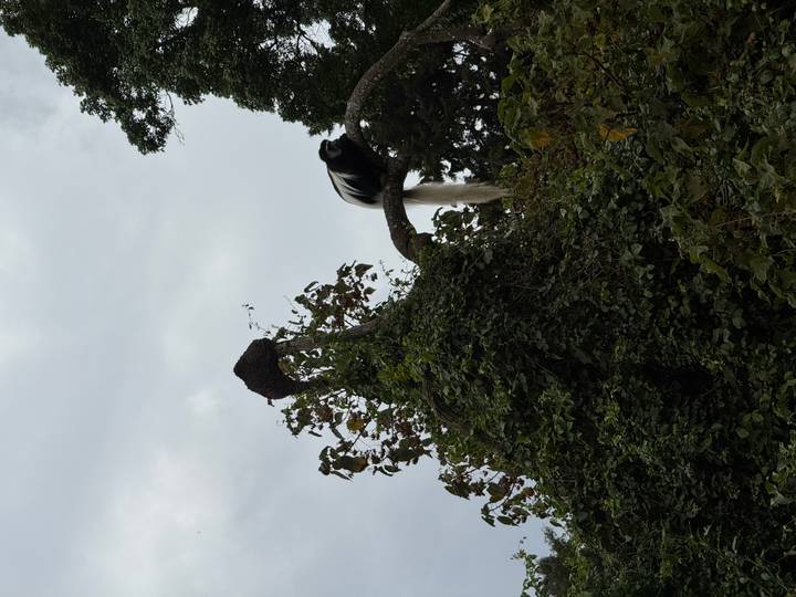 Singe colobe sur un arbre contre un ciel nuageux.