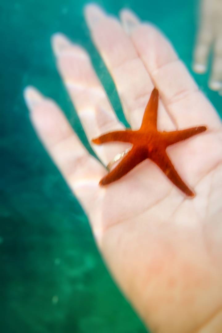 Étoile de mer floue tenue dans une main au-dessus de l'eau.