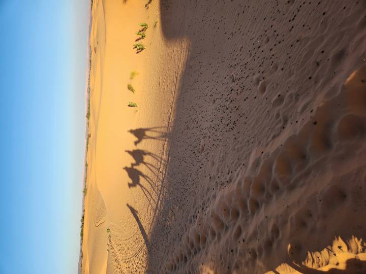 Paysage désertique avec des ombres de chameaux sur le sable.