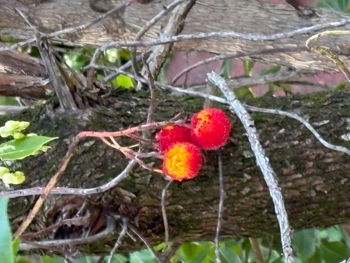 Trois fruits rouge vif suspendus à un arbre.