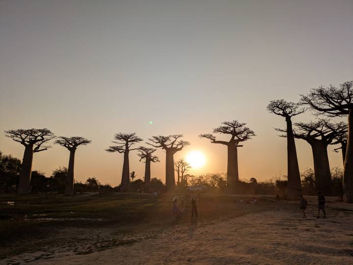 Baobabs silhouettés contre un coucher de soleil à Madagascar.
