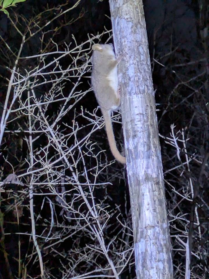 Image floue d'un lémurien grimpant à un arbre la nuit.