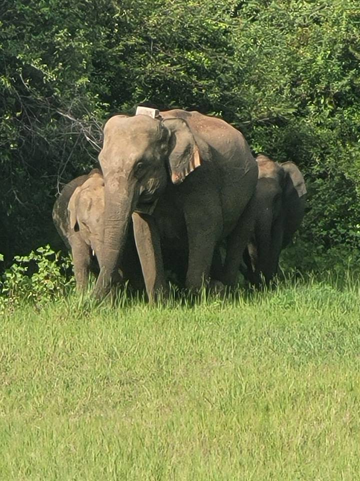 Groupe d'éléphants debout ensemble dans un champ herbeux.