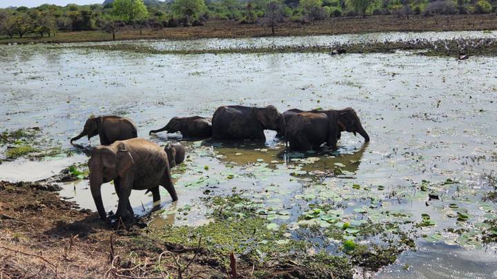 Éléphants pataugeant dans un plan d'eau à l'état sauvage.