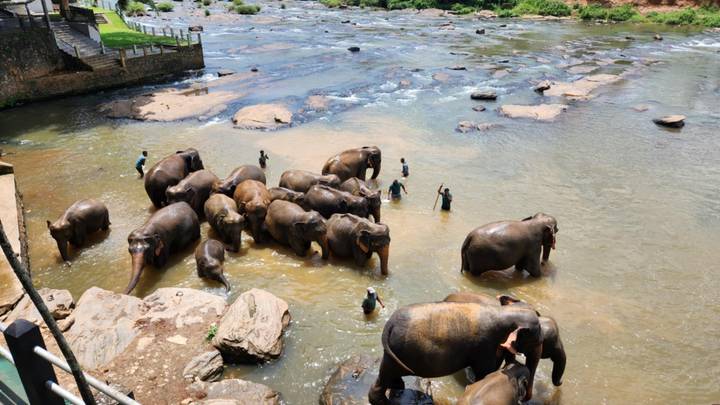 Éléphants se baignant dans une rivière avec des personnes qui les aident.