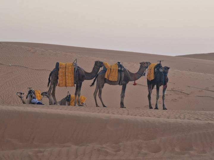 Chameaux se reposant sur les dunes de sable avec équipement et couvertures.