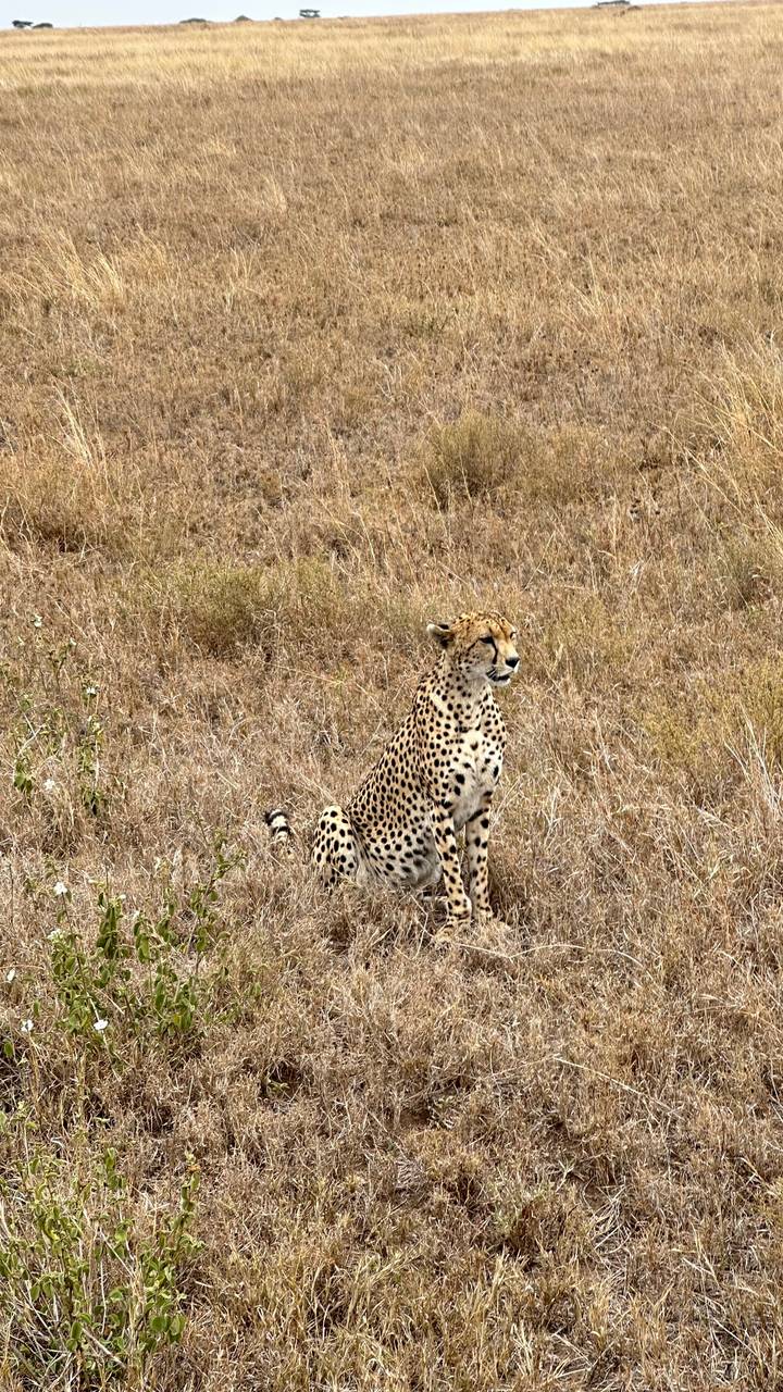 Gepard sitzt in einer grasigen Landschaft.